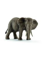 Afrikanischer Elefant Weiblich