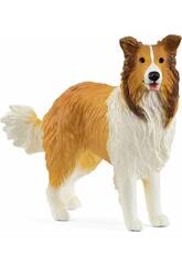 Collie du monde agricole
