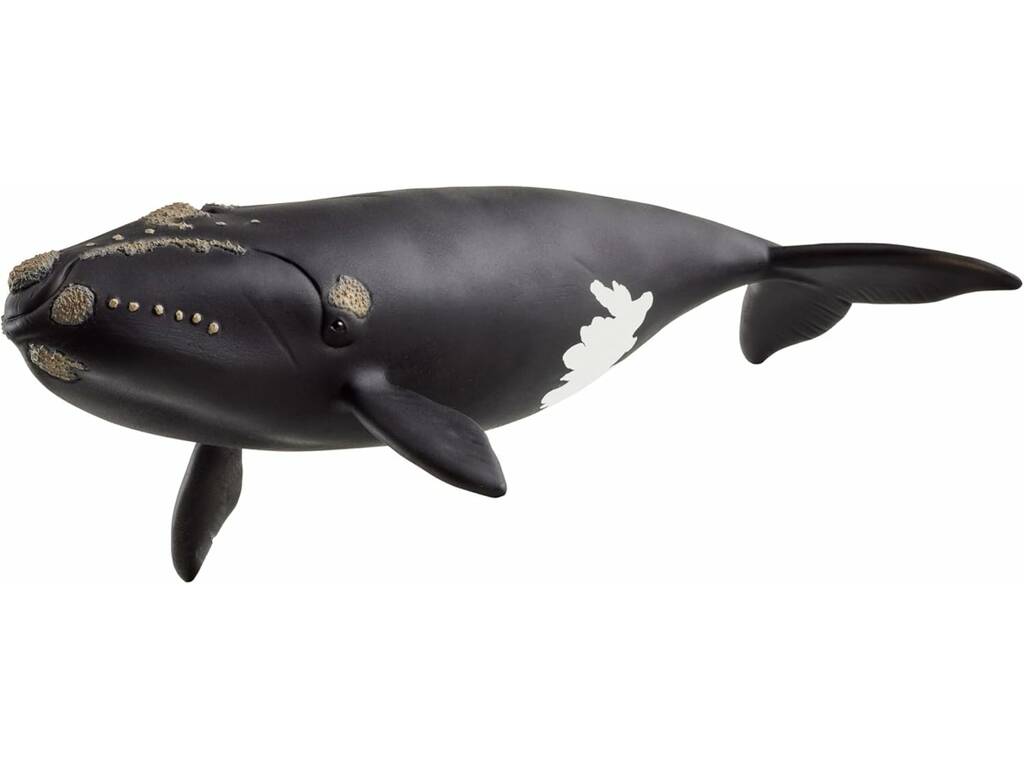 Vie sauvage Ballena Franca Glacial