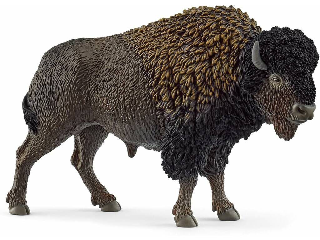 Vie sauvage Bison