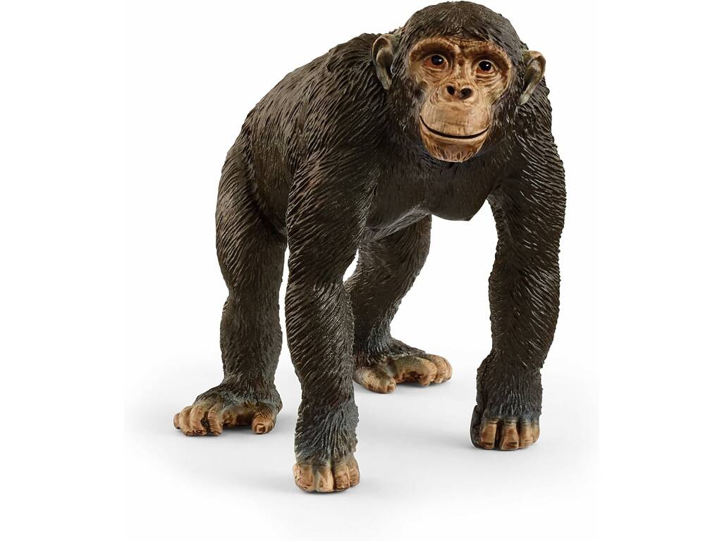Vie sauvage Chimpanzé