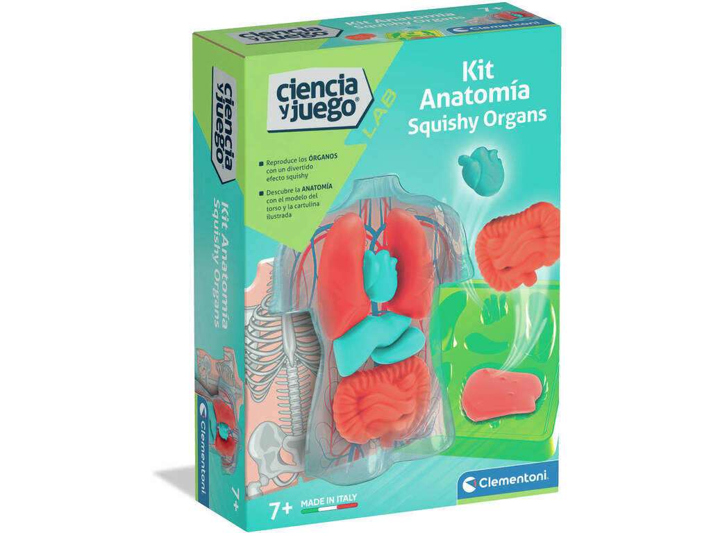 Kit d'anatomie des organes en peluche